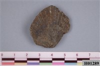 藏品(明海扇)的圖片